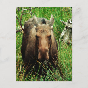 Canadian Moose Postkarte