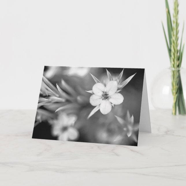 Canadian Plum Flower Karte (Vorderseite)