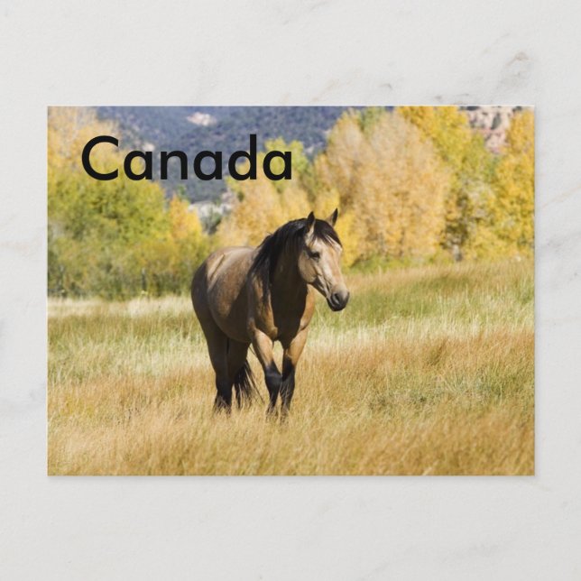 Canadian Postccard Postkarte (Vorderseite)