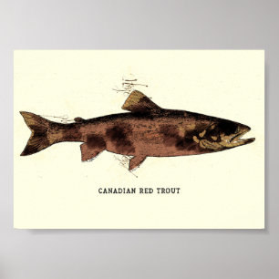 Canadian Red Trout Vintag Illustration Sketch Poster
