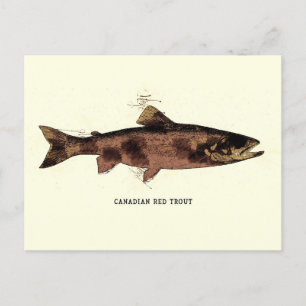 Canadian Red Trout Vintag Illustration Sketch Postkarte