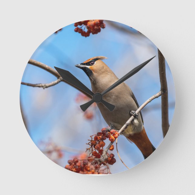 Canadian Sky Beauty: Bohemisches Waxwing Foto Runde Wanduhr (Vorderseite)