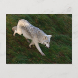 Canadian Timber Wolf Postcard Postkarte
