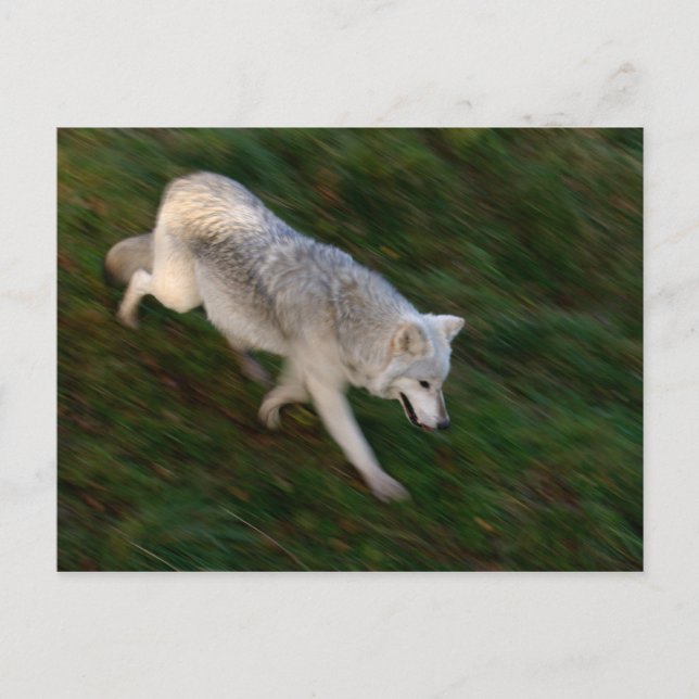 Canadian Timber Wolf Postcard Postkarte (Vorderseite)