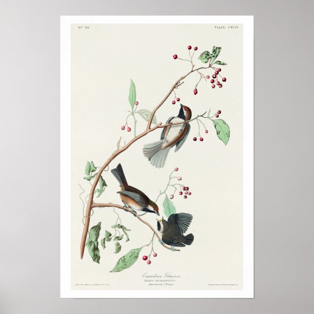 Canadian Titmouse by Audubon Poster (Vorne)