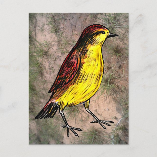Canary Bird Postkarte (Vorderseite)