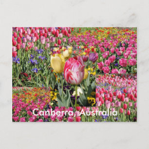 Canberra Australia Postcard Postkarte