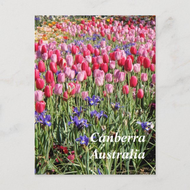 Canberra Australia Postcard Postkarte (Vorderseite)