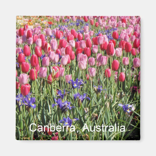 Canberra-Tulpen-Magnet Magnet (Vorne)