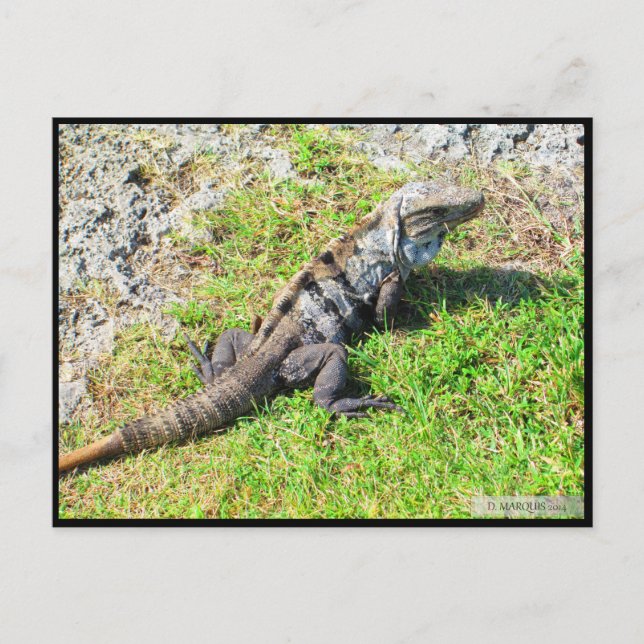 CANCUN #16 POSTKARTE (Vorderseite)