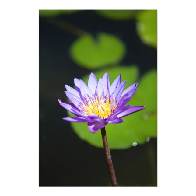 Cancun, Mexiko Fotodruck (Vorne)