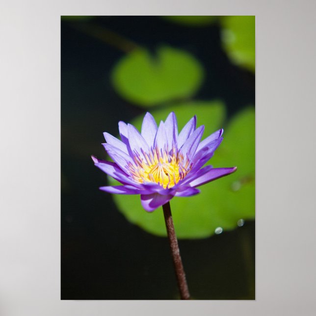 Cancun, Mexiko Poster (Vorne)