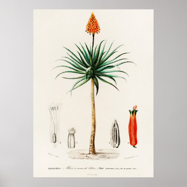 Candelabra aloe (Aloe fruticosa) Poster (Vorne)