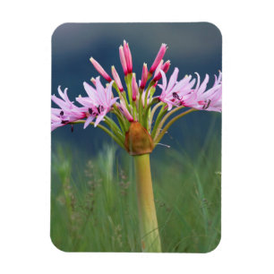 Candelabra-Blume (Brunsvigia Radulosa), Umgeni Magnet