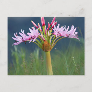 Candelabra-Blume (Brunsvigia Radulosa), Umgeni Postkarte