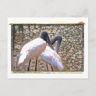 Candid Crane Postcard Postkarte