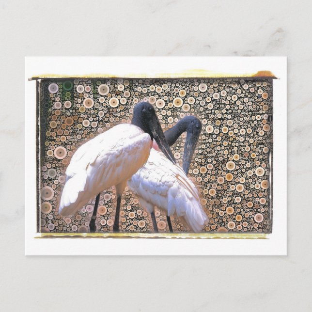 Candid Crane Postcard Postkarte (Vorderseite)