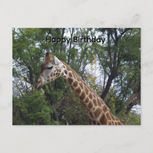 Candy die Giraffe, Geburtstagspostkarte Postkarte