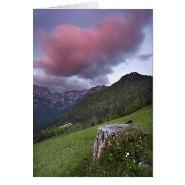 Candy Floss Cloud (Vorne)