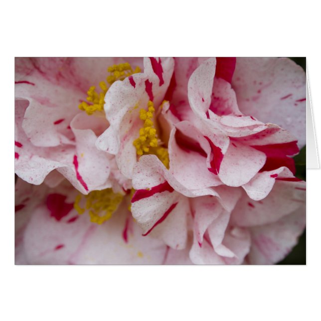 Candy Striped Camellia (Vorderseite (Horizontal))