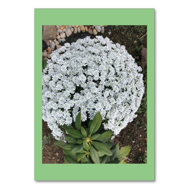 Candytuft-Blume mit benutzerdefiniertem Lesen von  Tischnummer (Vorderseite)