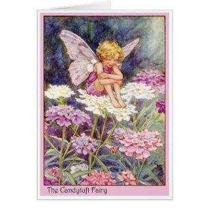 Candytuft Fairy
