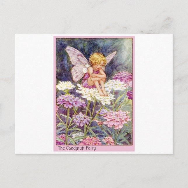 Candytuft Fairy Postkarte (Vorderseite)