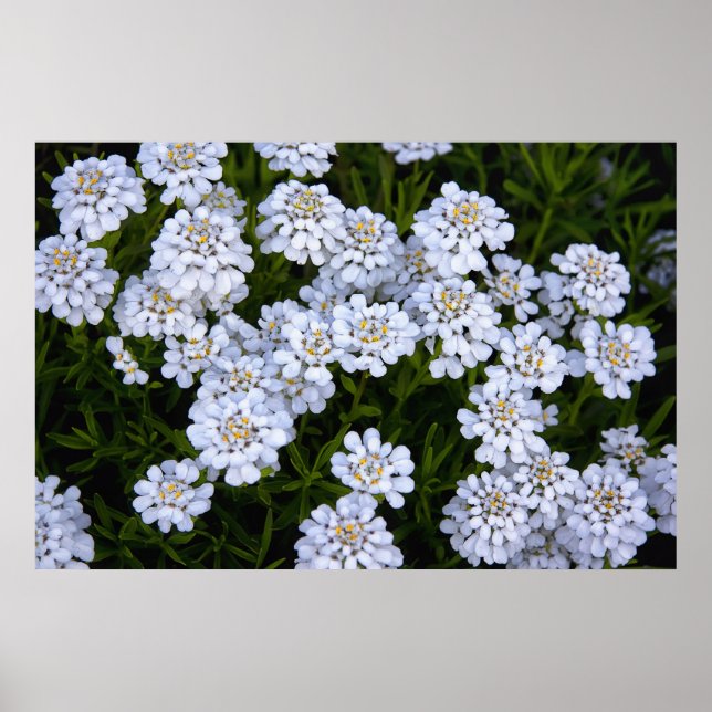 CANDYTUFT PFLANZE POSTER (Vorne)