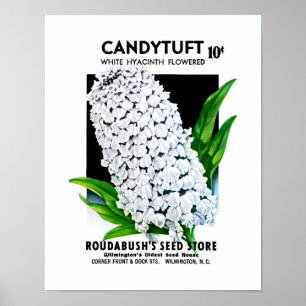 Candytuft Samen-Paket-Aufkleber Poster