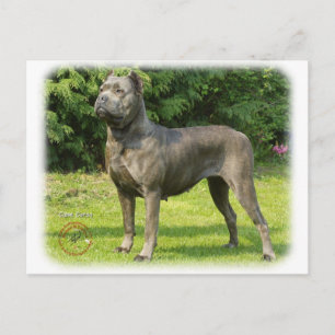Cane Corso 8R056D-05 Postkarte
