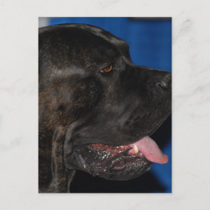 Cane Corso Dog Postcard Postkarte