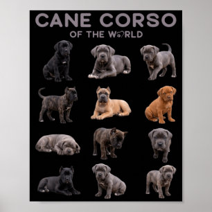 Cane Corso Hund der Welt Italienische Mastiff-Rass Poster