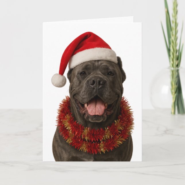 Cane Corso in a Santa hat Christmas card Karte (Vorderseite)
