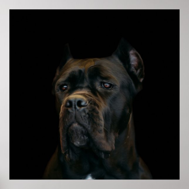 Cane Corso - Italienischer Mastiff Poster (Vorne)