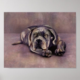 Cane Corso - Italienischer Mastiff-Welpe Poster