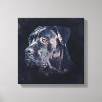 Cane Corso - Italienisches Mastiff Portrait