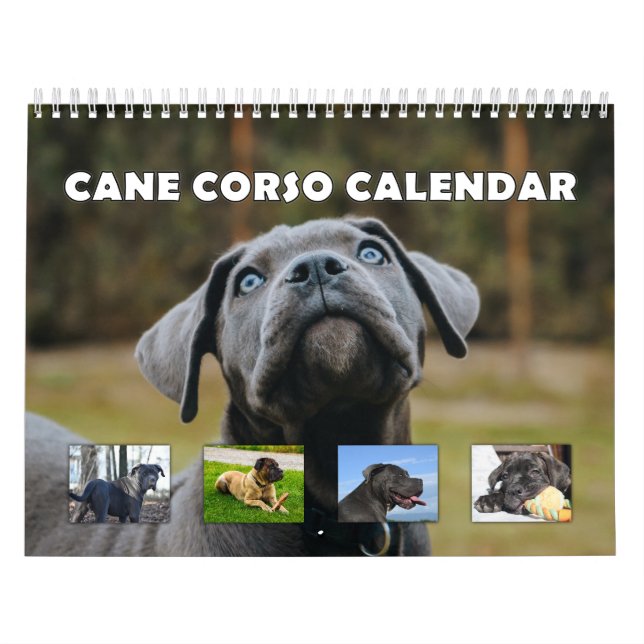 Cane Corso Kalender (Titelbild)
