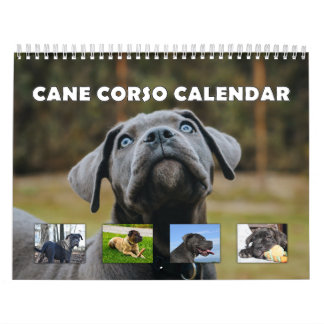 Cane Corso Kalender