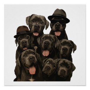 Cane Corso Poster