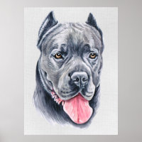 Cane Corso Poster