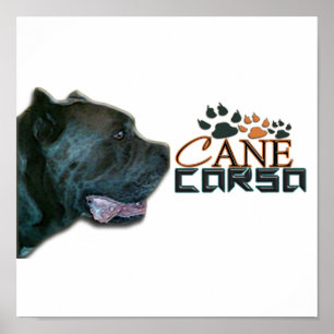 Cane Corso Poster(P) Poster