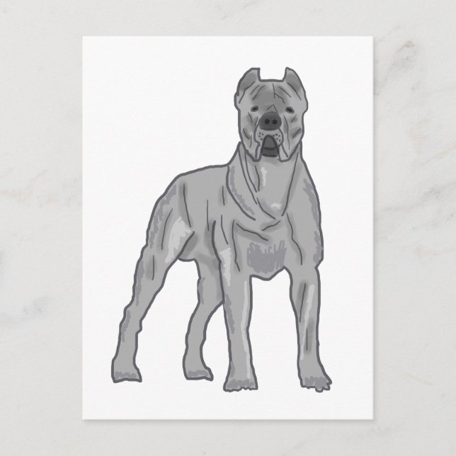 Cane Corso Postkarte (Vorderseite)