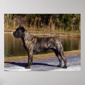 Cane Corso Print Poster