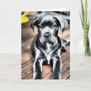 Cane corso pup 2.png karte