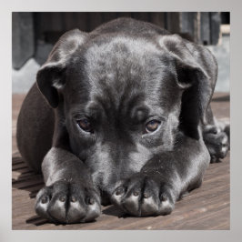 Cane Corso Puppy Poster