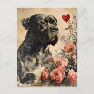 Cane Corso Vintage Valentinstag Postkarte