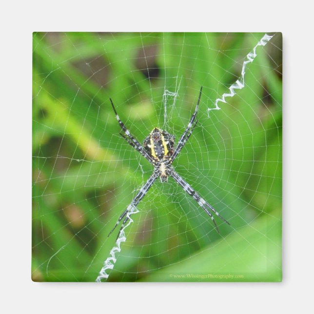 Cane Spinne - Big Island Magnet (Vorne)