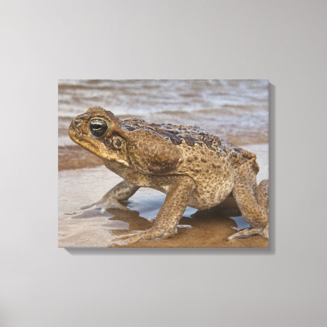Cane Toad Rhinella marina, früher Bufo Leinwanddruck (Vorderseite)