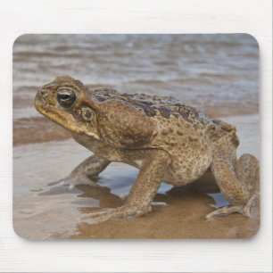 Cane Toad Rhinella marina, früher Bufo Mousepad