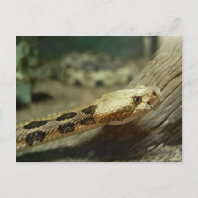Canebrake Rattlesnake Postcard Postkarte (Vorderseite)